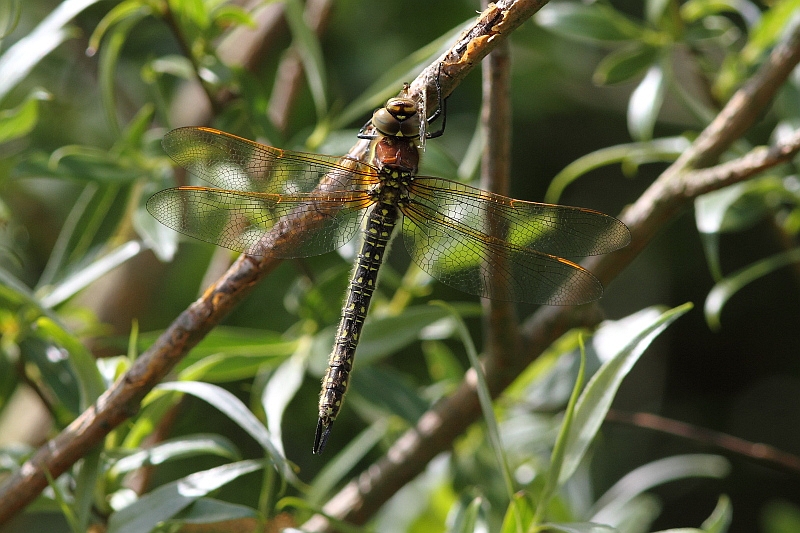 J01_2751 Brachytron pratense.JPG